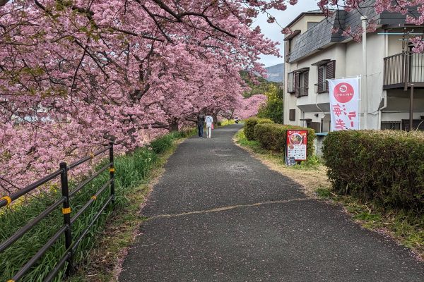 cherry blossoms