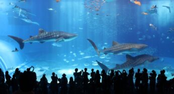 Okinawa Churaumi Aquarium