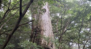 Yakushima