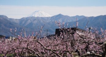 Kofu