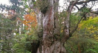 Jomon Sugi on Yakushima