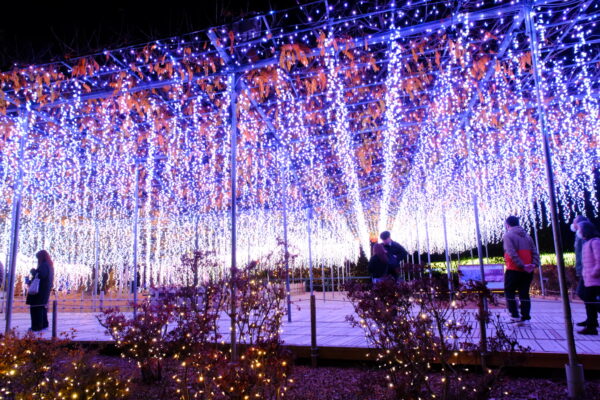 Ashikaga Flower Park: Wisteria in Spring, Illuminations in Winter — A Flower Park That Changes with the Seasons